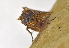Eudocima apta