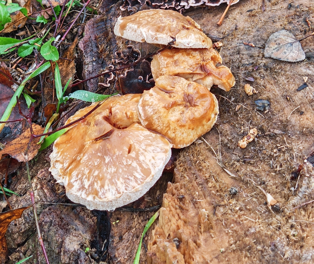 Hemipholiota populnea · December 2025 · photo: © p_andrey (iNaturalist, cc-by-nc)