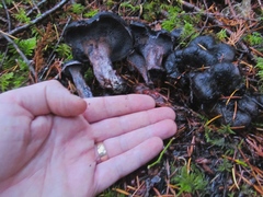 Hydnellum fuscoindicum