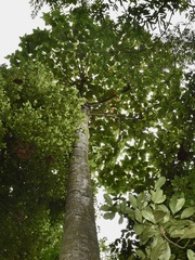 Artocarpus elasticus