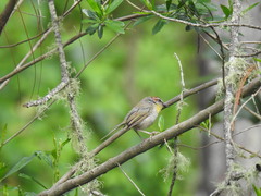 Basileuterus
