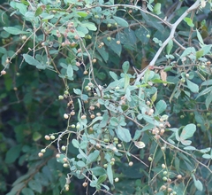 Rhus mysorensis