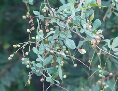 Rhus mysorensis