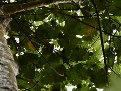 Artocarpus elasticus