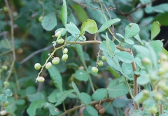Rhus mysorensis