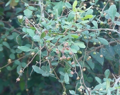 Rhus mysorensis