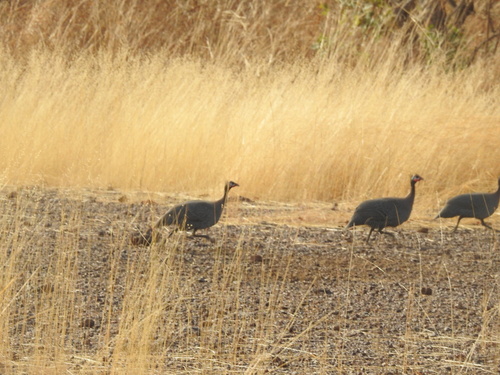 West African Helmeted Guineafowl