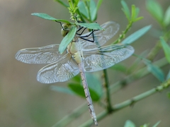 Anaciaeschna jaspidea