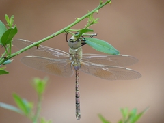 Anaciaeschna jaspidea