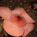 Rafflesia micropylora - Photo (c) algodong, some rights reserved (CC BY)