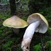 Tricholoma intermedium - Photo (c) Drew T Henderson, some rights reserved (CC BY-NC)