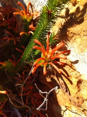 Erica quadrisulcata