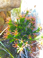 Erica quadrisulcata