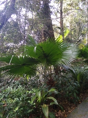 Livistona chinensis