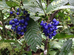 Palicourea cyanococca