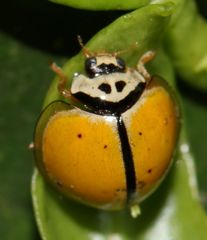Oenopia