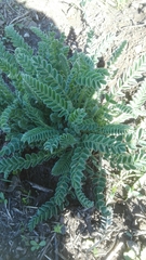 Astragalus macrocarpus
