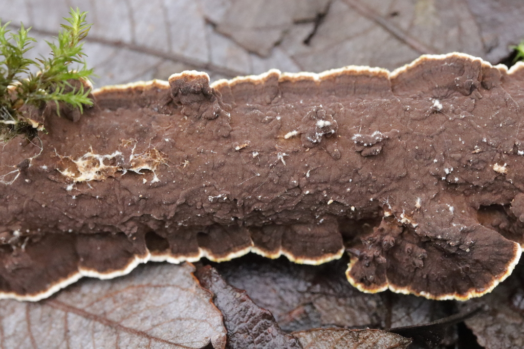 Hydnoporia tabacina · November 2025 · photo: © bjoerns (iNaturalist, cc-by)