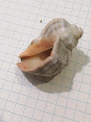 Rapana venosa