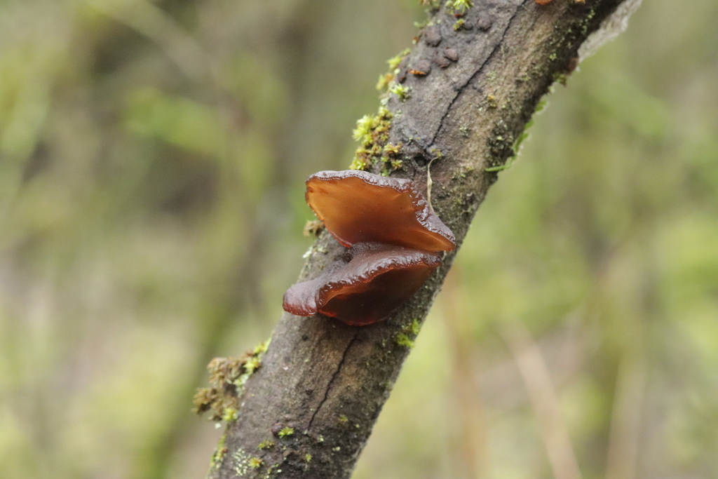Exidia recisa · November 2025 · photo: © bjoerns (iNaturalist, cc-by)