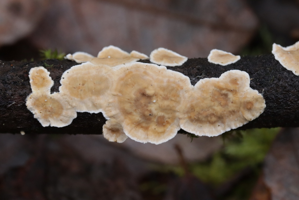 Stereum ochraceoflavum · November 2025 · photo: © bjoerns (iNaturalist, cc-by)