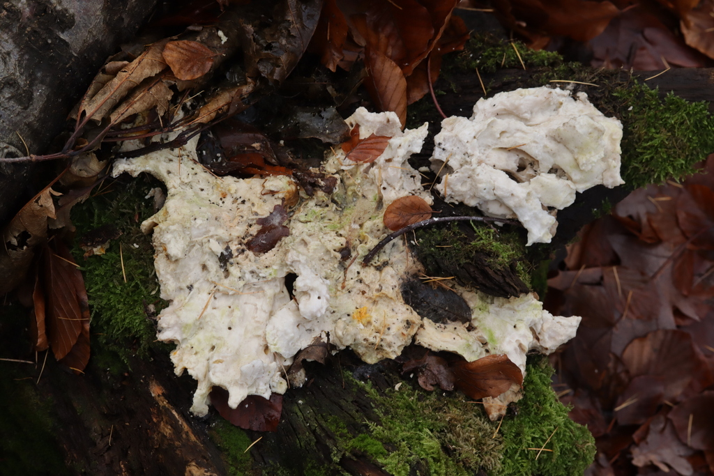 Laetiporus sulphureus · November 2025 · photo: © bjoerns (iNaturalist, cc-by)