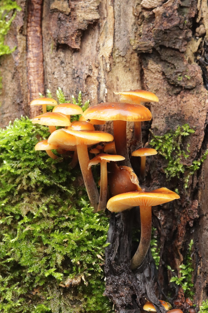 Flammulina velutipes · November 2025 · photo: © bjoerns (iNaturalist, cc-by)