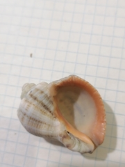 Rapana venosa