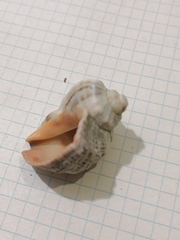 Rapana venosa