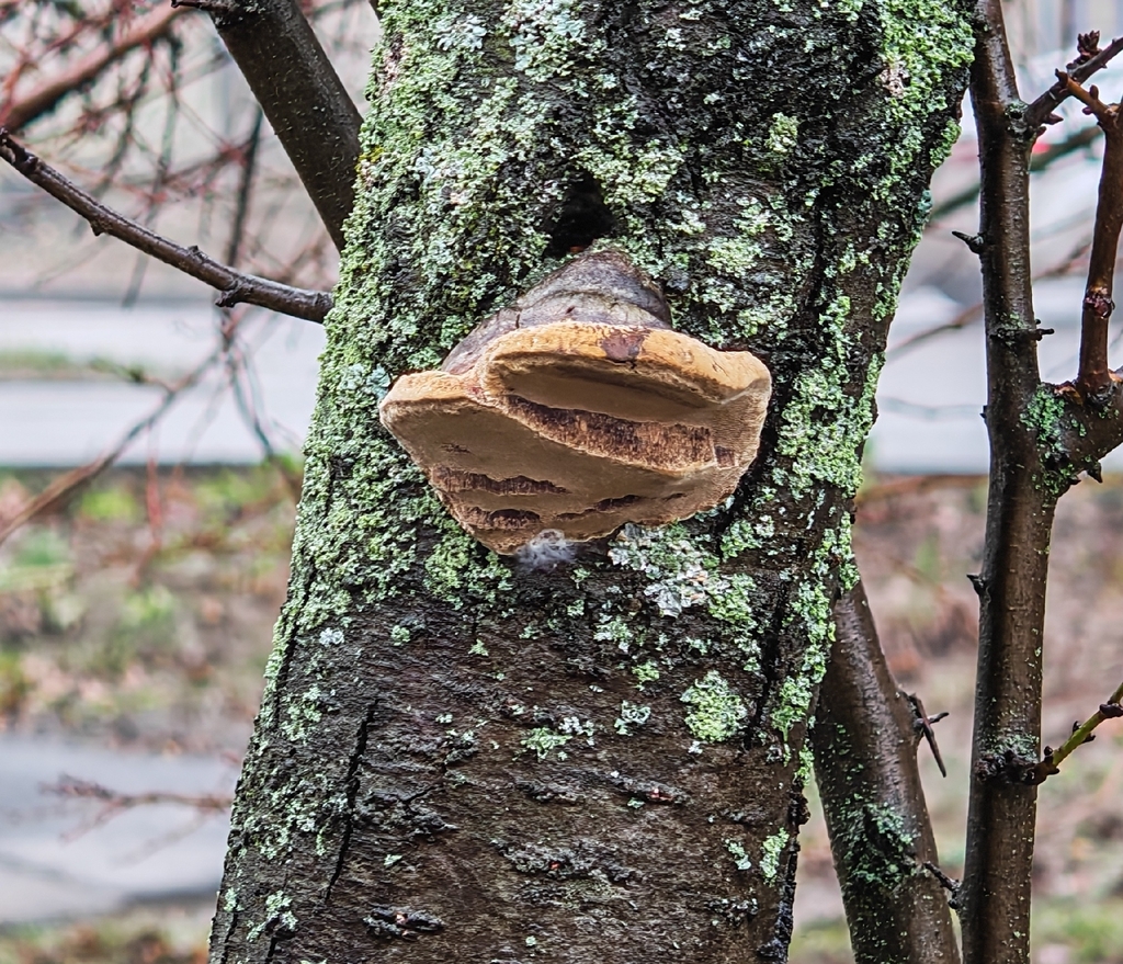 Phellinus pomaceus · December 2025 · photo: © p_andrey (iNaturalist, cc-by-nc)