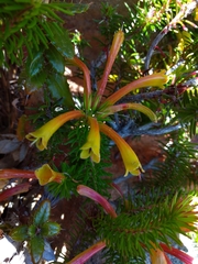 Erica quadrisulcata