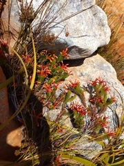 Erica quadrisulcata