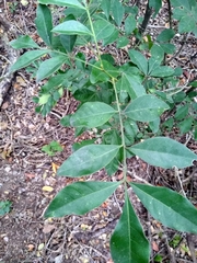 Trichilia havanensis