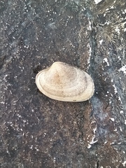 Ruditapes decussatus