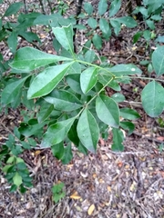 Trichilia havanensis