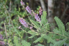 Amorpha canescens