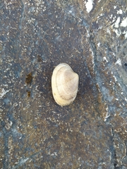 Ruditapes decussatus