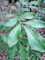 Trichilia havanensis