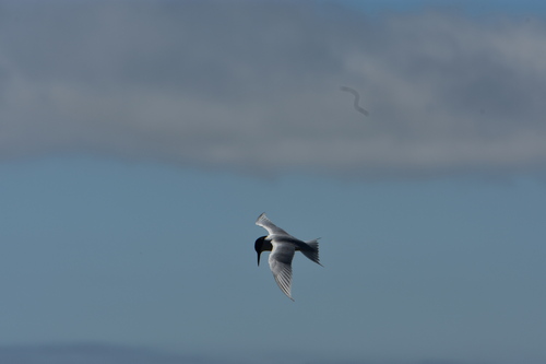iNaturalist image