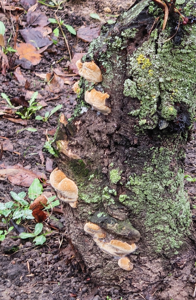 Phellinus pomaceus · December 2025 · photo: © p_andrey (iNaturalist, cc-by-nc)