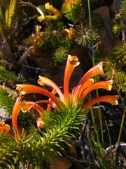 Erica quadrisulcata