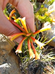 Erica quadrisulcata