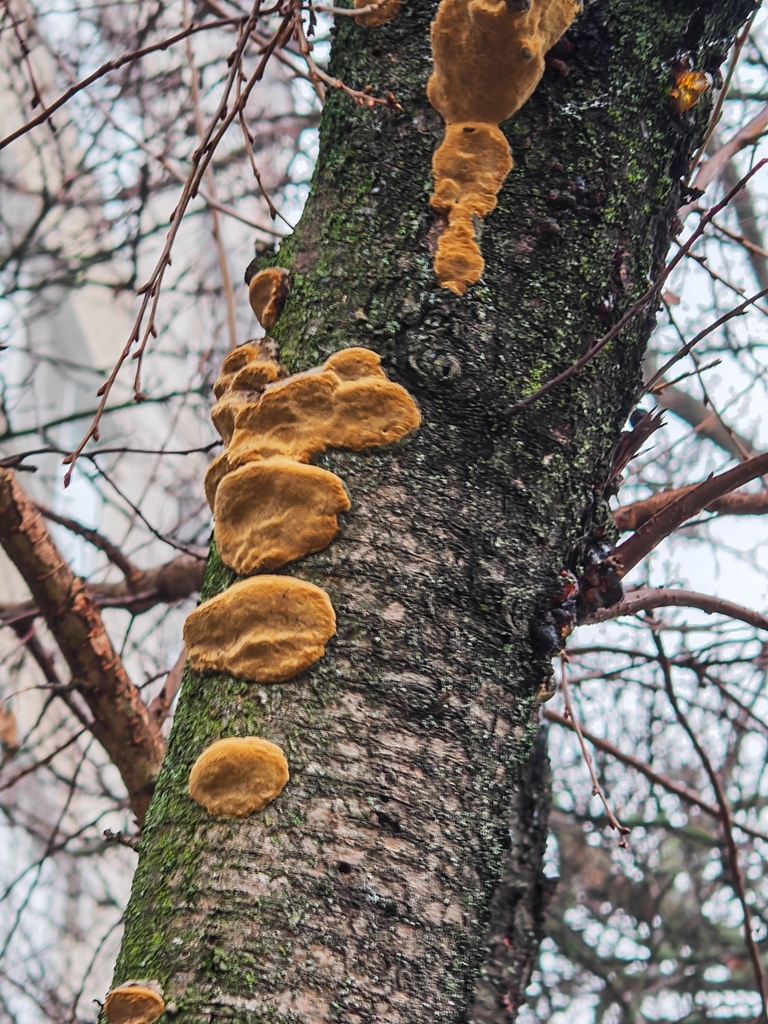 Phellinus pomaceus · December 2025 · photo: © p_andrey (iNaturalist, cc-by-nc)
