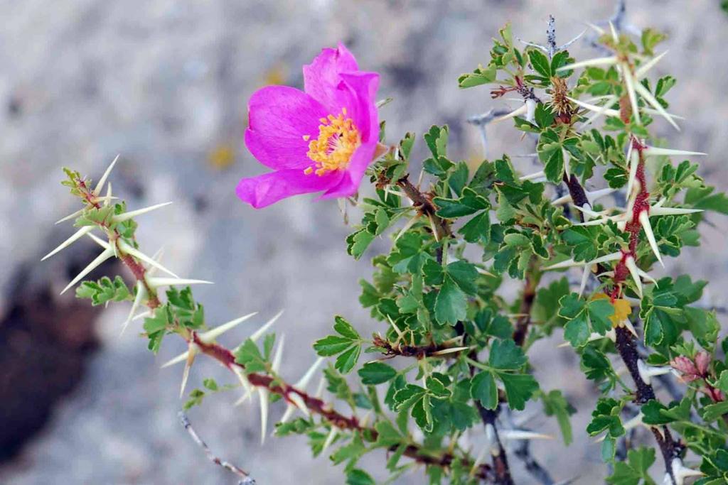 Grand Canyon Rose (Sensitive Plants of the Kaibab National Forest