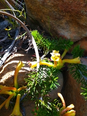 Erica quadrisulcata