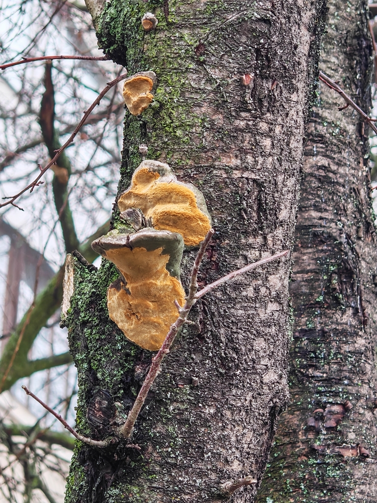 Phellinus pomaceus · December 2025 · photo: © p_andrey (iNaturalist, cc-by-nc)