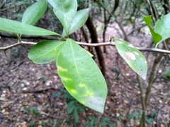 Achatocarpus nigricans