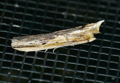 Ancylostomia stercorea