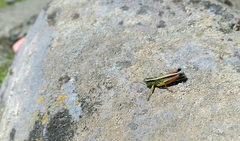 Dichroplus vittigerum