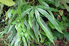 Lygodium circinnatum